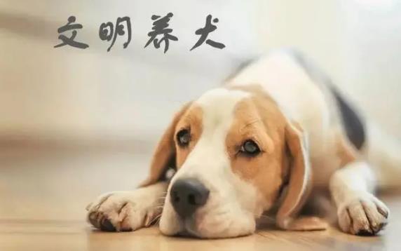 合肥市养犬管理条例最新版