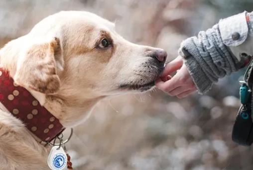 衡水市养犬管理条例最新修正