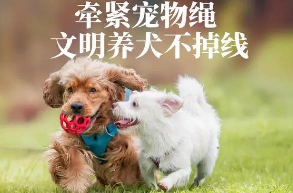 2023年沈阳市养犬管理条例最新【全文】