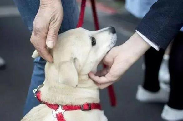 2023年杭州市限制养犬规定最新【全文】