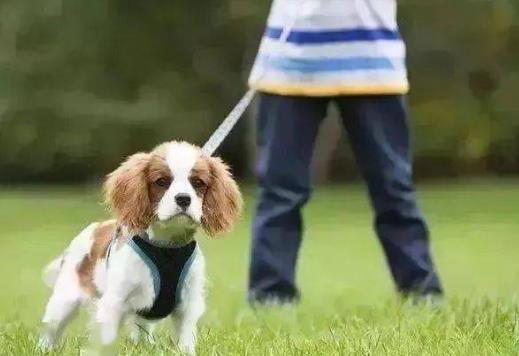 鄂州市养犬管理条例