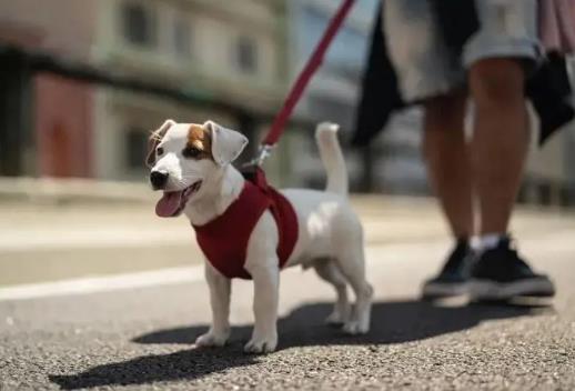 昆明市养犬管理条例最新修订