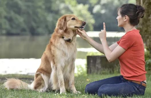 2023年东莞市养犬管理条例最新版【全文】