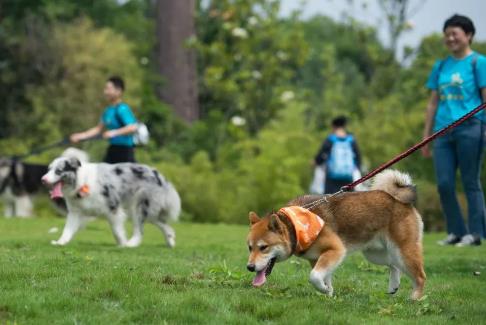 晋中市养犬管理条例