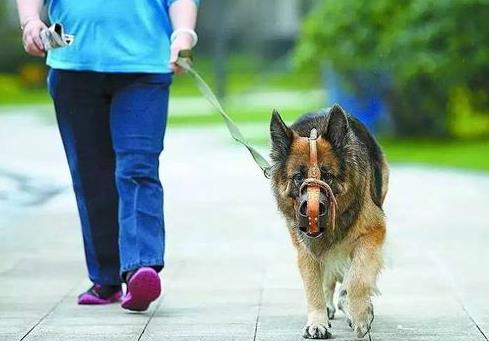运城市养犬管理规定
