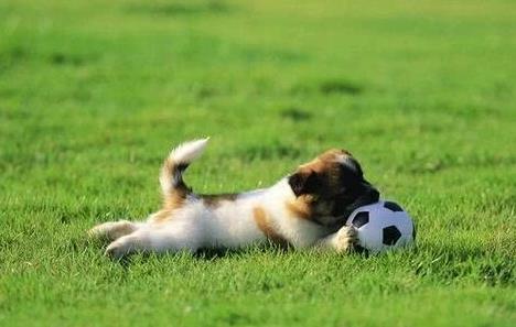 大同市养犬管理规定最新