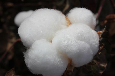 棉花质量监督管理条例最新
