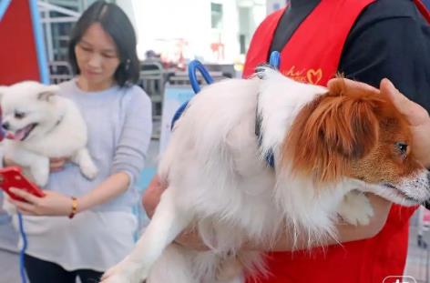 沈阳市养犬管理条例2025全文