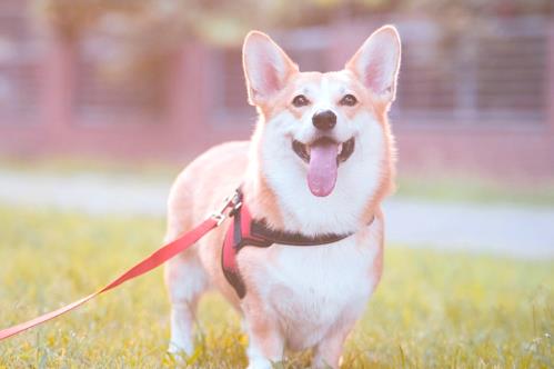 白城市城区养犬管理条例