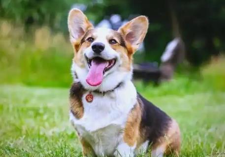 舟山市养犬管理条例2025全文