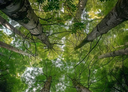 吉林省森林管理条例2025全文