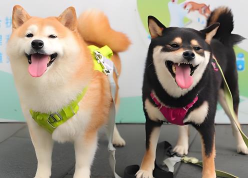 大同市城市养犬管理条例2025全文