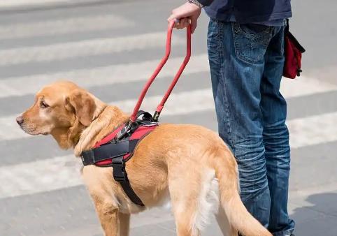 铜川市养犬管理条例