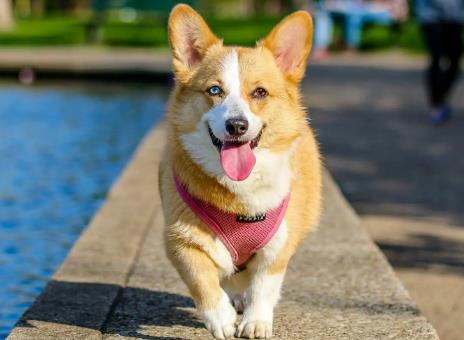 乌海市养犬管理条例2025全文
