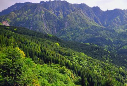 岫岩满族自治县林业管理条例2025全文