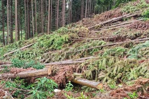 林地征地补偿标准2025规定最新