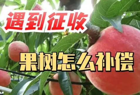 果树征收