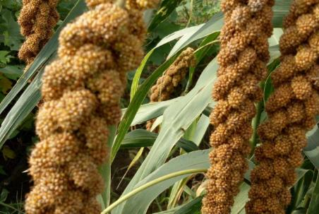 农业植物品种命名规定2025全文