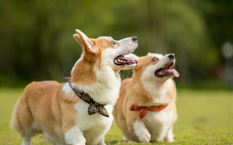 养犬管理