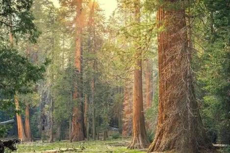 2025年吉林市森林资源管理条例全文