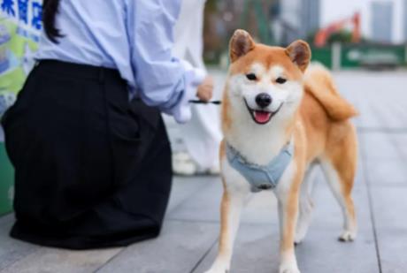 贵阳市城镇养犬管理条例2025全文