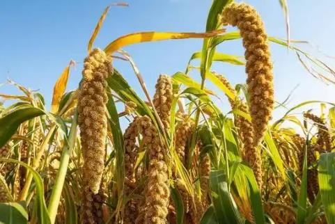 2025年小麦和稻谷最低收购价执行预案