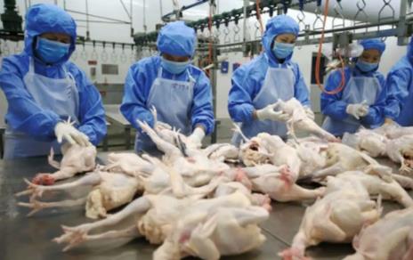 2025年内蒙古自治区畜禽屠宰管理条例全文