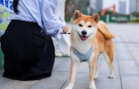 2025年武汉市养犬管理条例全文