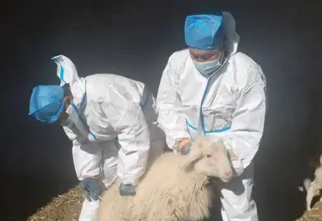 玉树藏族自治州动物防疫条例2026全文