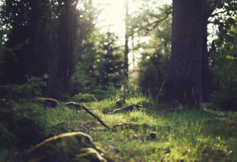 抚顺市森林资源保护条例2026全文