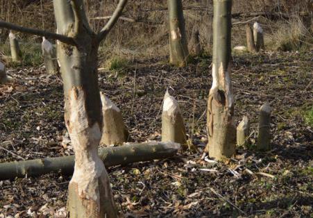 盗伐林木罪量刑标准最新规定2026年