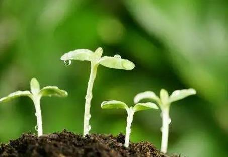 吉林省林木种子条例