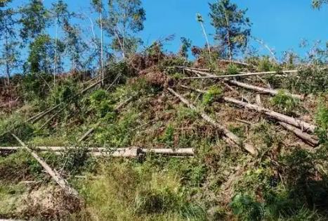 2026年浙江省林木采伐管理办法全文