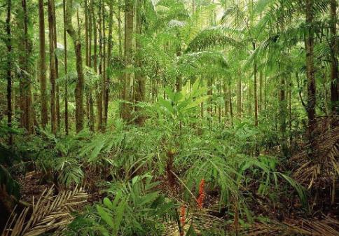 热带雨林