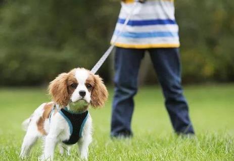 荆州市养犬管理条例2026全文