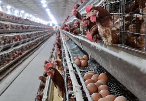 锦州市畜禽养殖污染防治条例2026全文