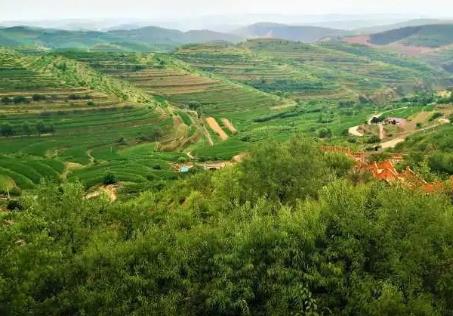 2026年山东省集体林地经营权流转管理实施办法全文