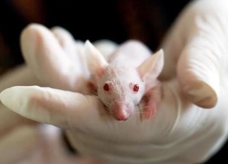 四川省实验动物许可证管理细则2026全文