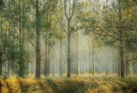 四川省集体林地经营权流转管理实施办法2026全文