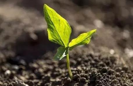 云南省农作物种子条例2026全文