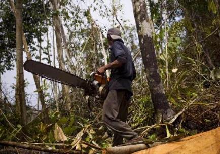 本溪市森林采伐更新管理条例2026全文