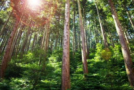 湖南省国有林场管理办法2026全文