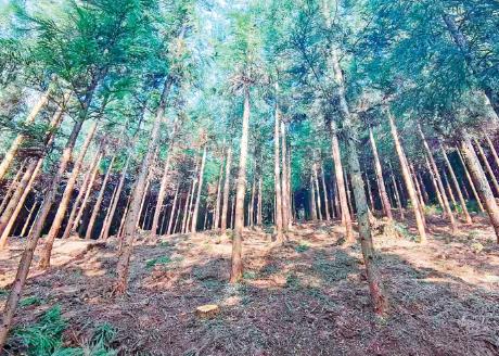 集体林财产收益