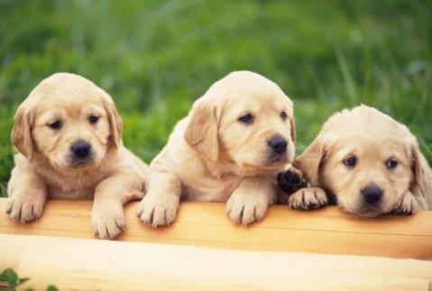 临汾市城市养犬管理条例2026全文