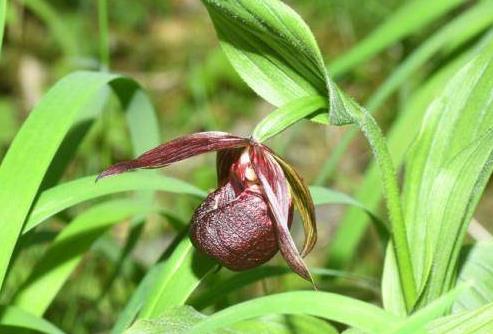 广西壮族自治区药用野生植物资源保护办法2026全文