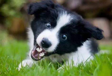 养犬管理
