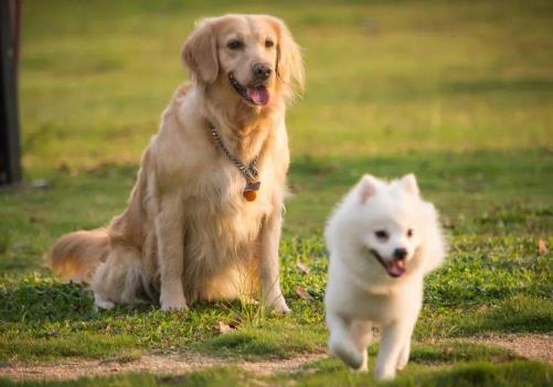 养犬管理
