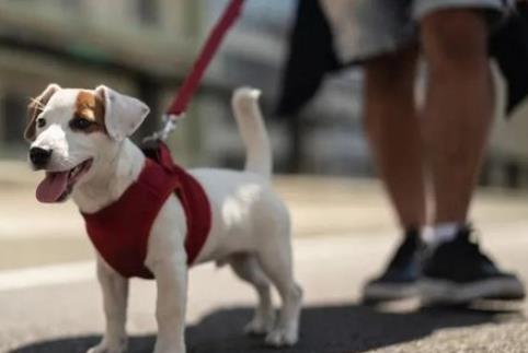 养犬